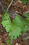 Kidneyleaf rosinweed